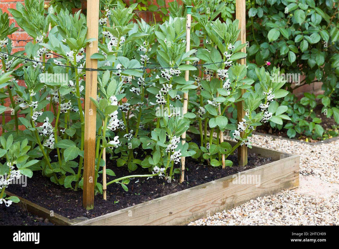 Broad beans in flower, plants growing in a vegetable plot in an English garden, UK Stock Photo