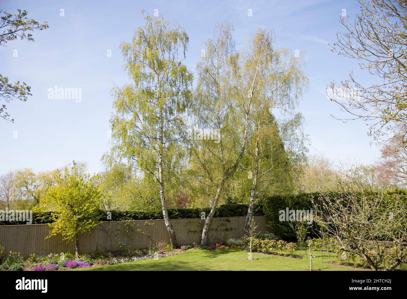 Birch trees garden uk hires stock photography and images Alamy
