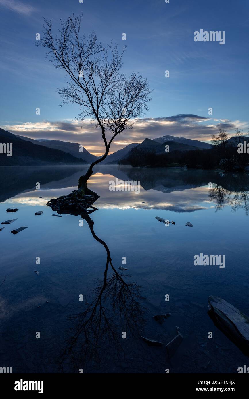 Lonely tree at sunrise, Llyn Padarn, Llanberis, Snowdonia, North Wales Stock Photo