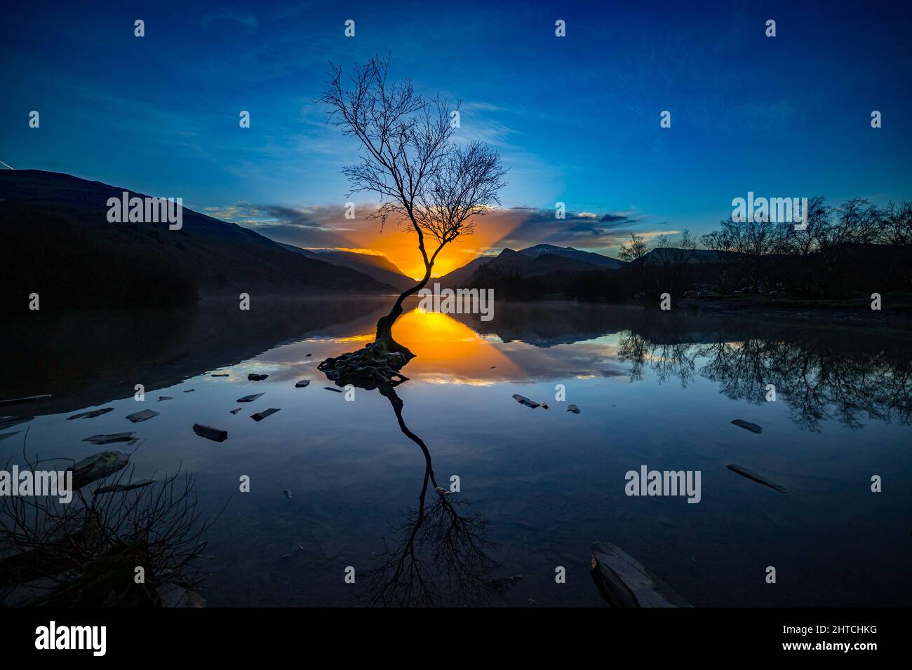 Lonely tree at sunrise, Llyn Padarn, Llanberis, Snowdonia, North Wales Stock Photo