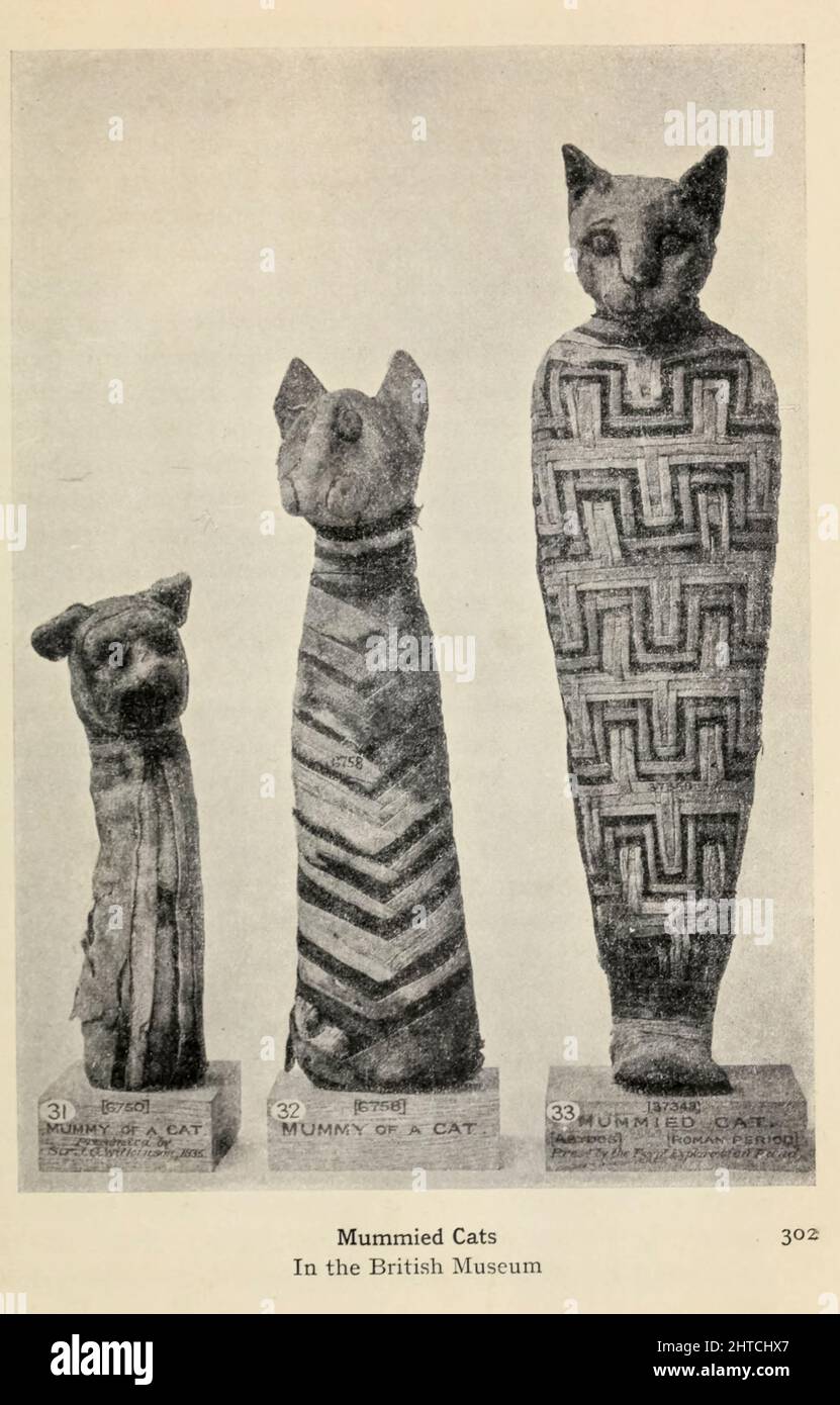 Mummied Cats From the book '  Myths and legends : ancient Egypt ' by Lewis Spence, Published Boston : D.D. Nickerson 1910 Stock Photo