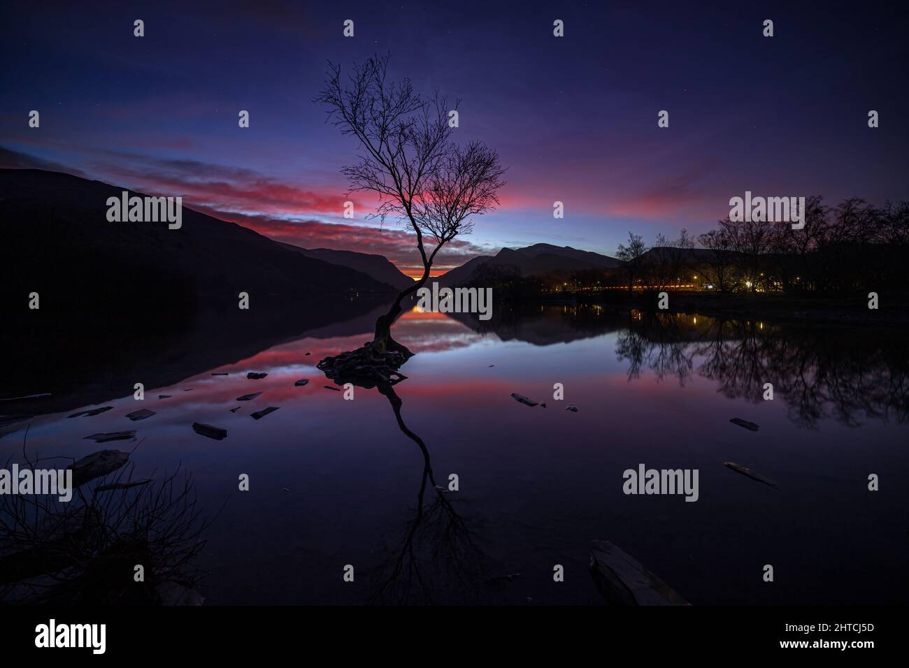 Lonely tree at dawn, Llyn Padarn, Llanberis, Snowdonia, North Wales Stock Photo