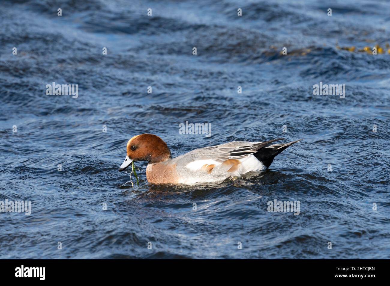 Drake Wigeon feeding on Green Seaweed Stock Photo
