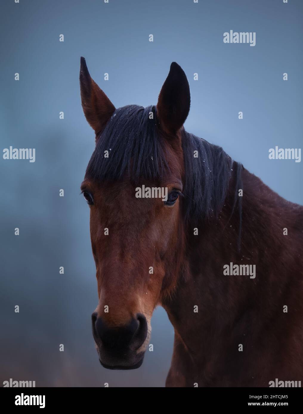 Closeup of a horse. Foggy winter landscape in the background. Stock Photo