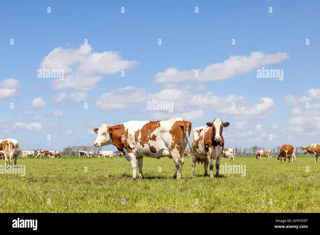 Two cows friendly standing together, the herd grazing in a pasture, red and white, a blue sky and horizon over land Stock Photo