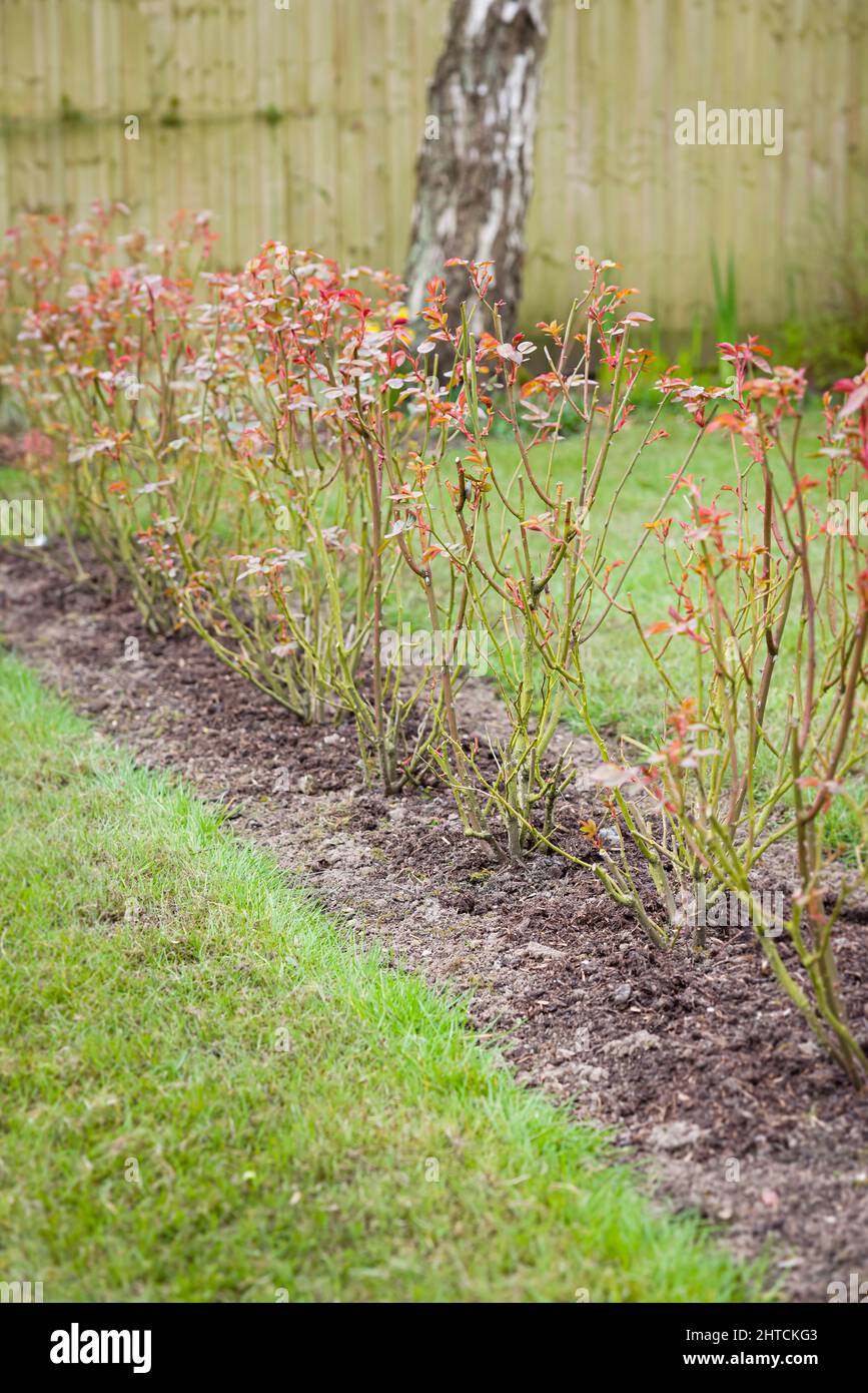 Rose hedge, row of shrub roses in a UK garden in winter Stock Photo
