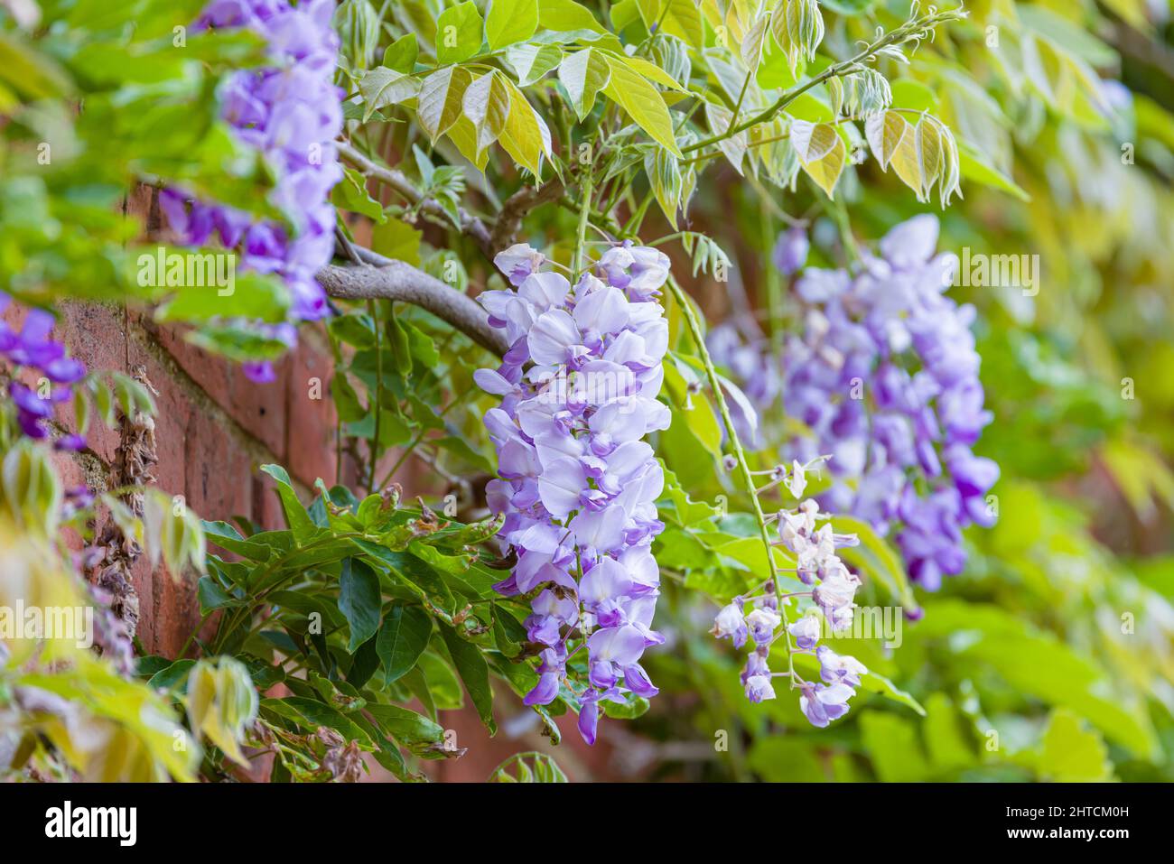 Wisteria flowers (racemes). Vines of a climbing wisteria plant or tree growing on a house wall in spring, UK. Stock Photo