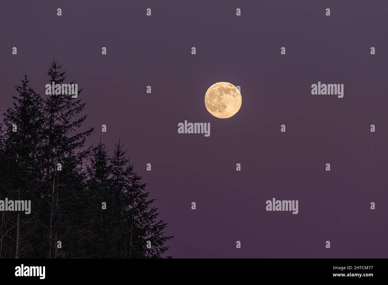 Full moon rising over trees at Coed Moel Famau, Clwydian Range, North Wales Stock Photo