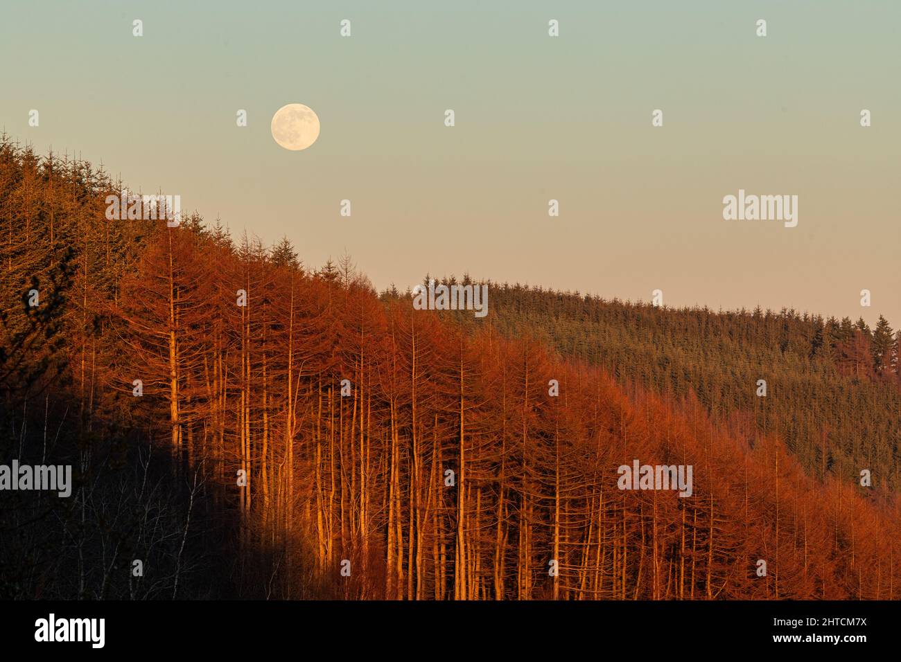 Full moon rising over trees at Coed Moel Famau, Clwydian Range, North Wales Stock Photo