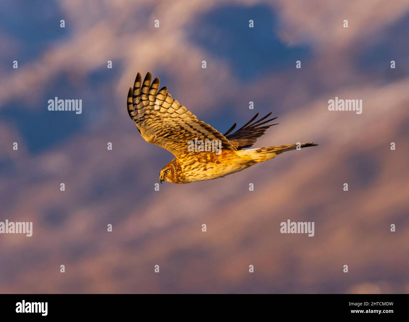 A Northern Harrier (Circus cyaneus) glides over Unit 1 in the light of the setting sun at Farmington Bay Waterfowl Management Area, Farmington, Utah. Stock Photo