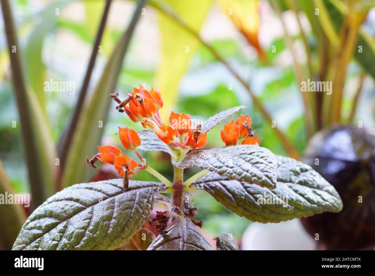Selective focus shot of sunset bells (Chrysothemis pulchella) in the garden Stock Photo