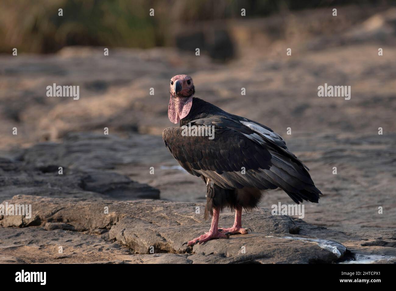 Asian King Vulture, Sarcogyps calvus, Panna Tiger Reserve, Madhya Pradesh Stock Photo