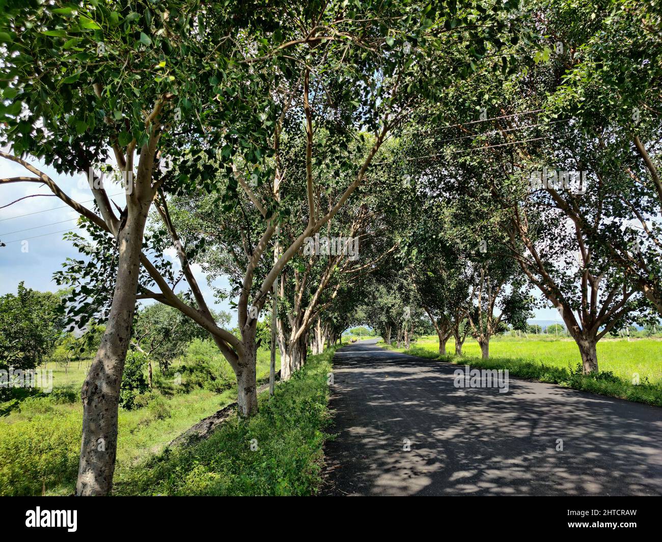 Farmland surrounding a road at Gulbarga, Karnataka, India Stock Photo