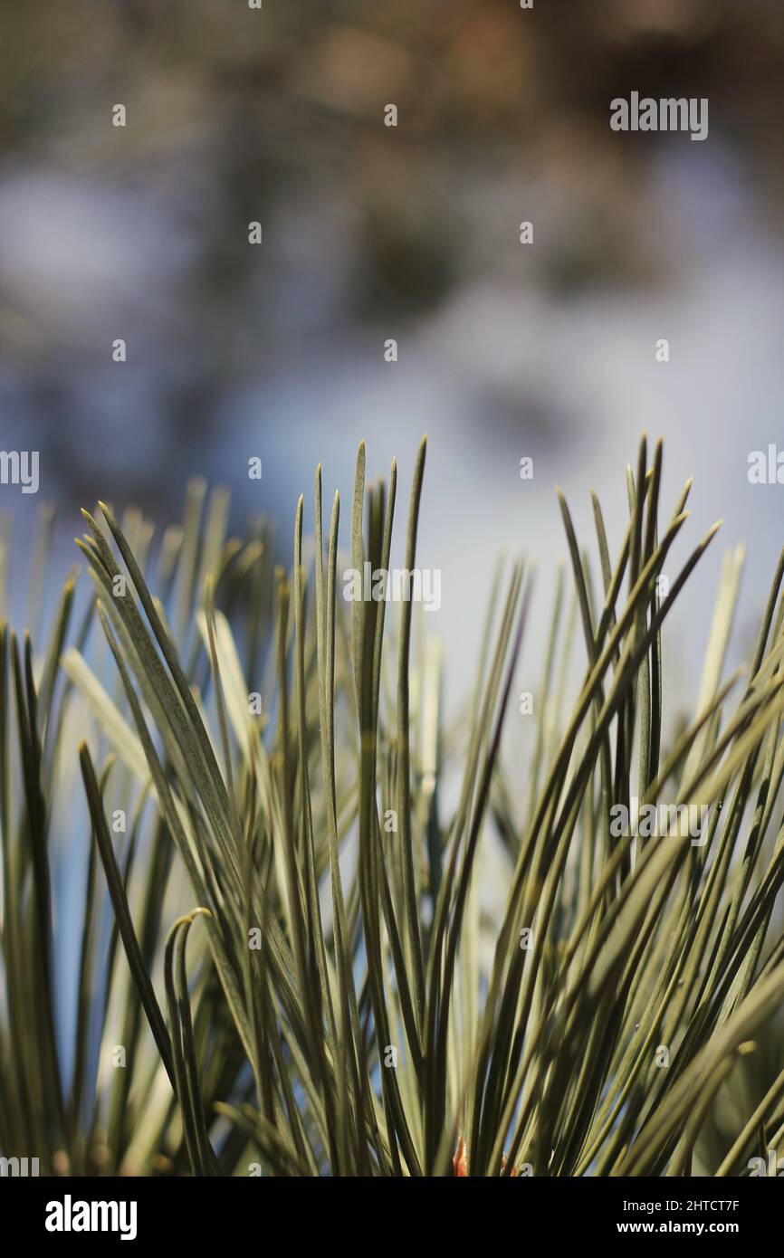 Closeup of the lush green needles of a local pine tree Stock Photo - Alamy