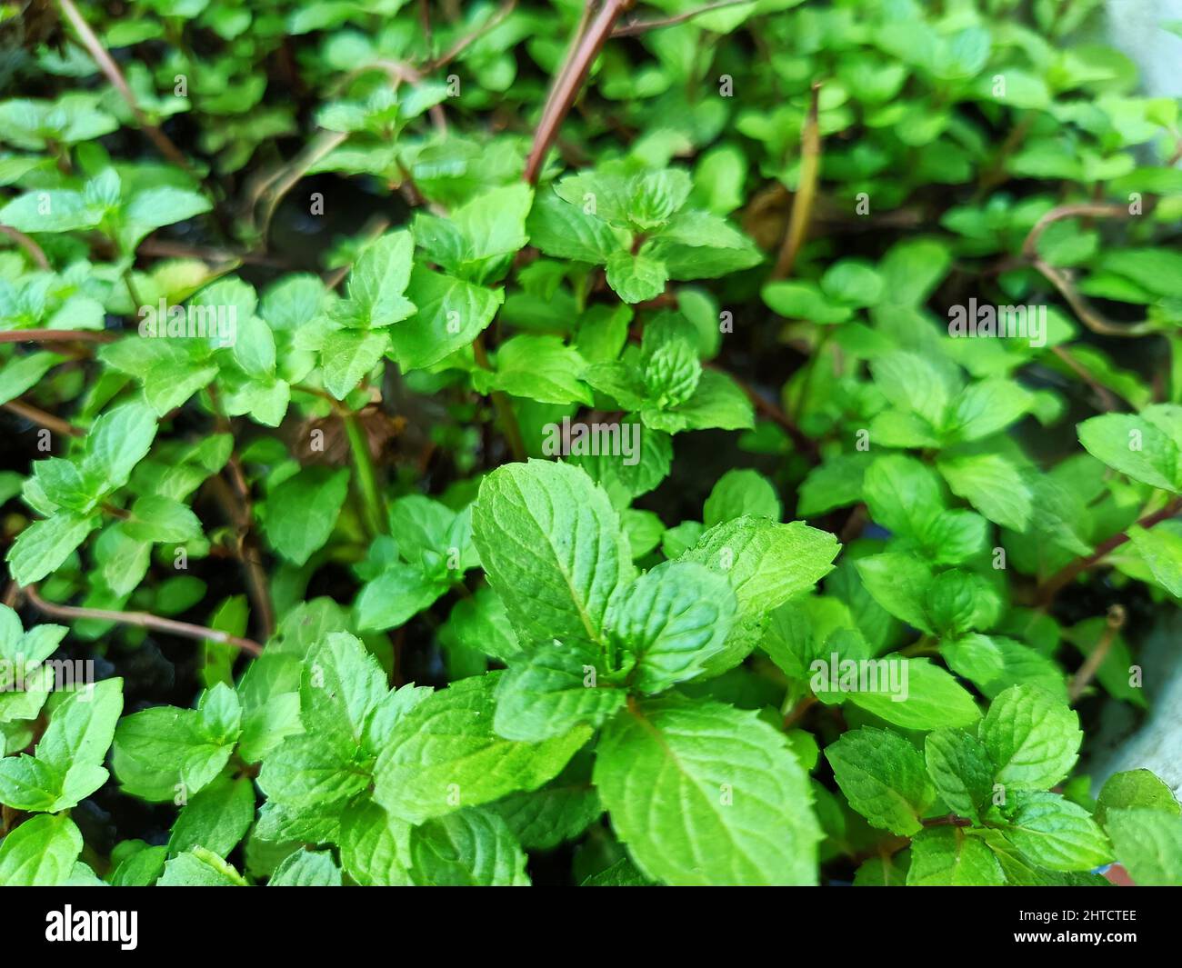 Mint plant leaves peppermint plant green mint plant leaf Stock Photo Alamy