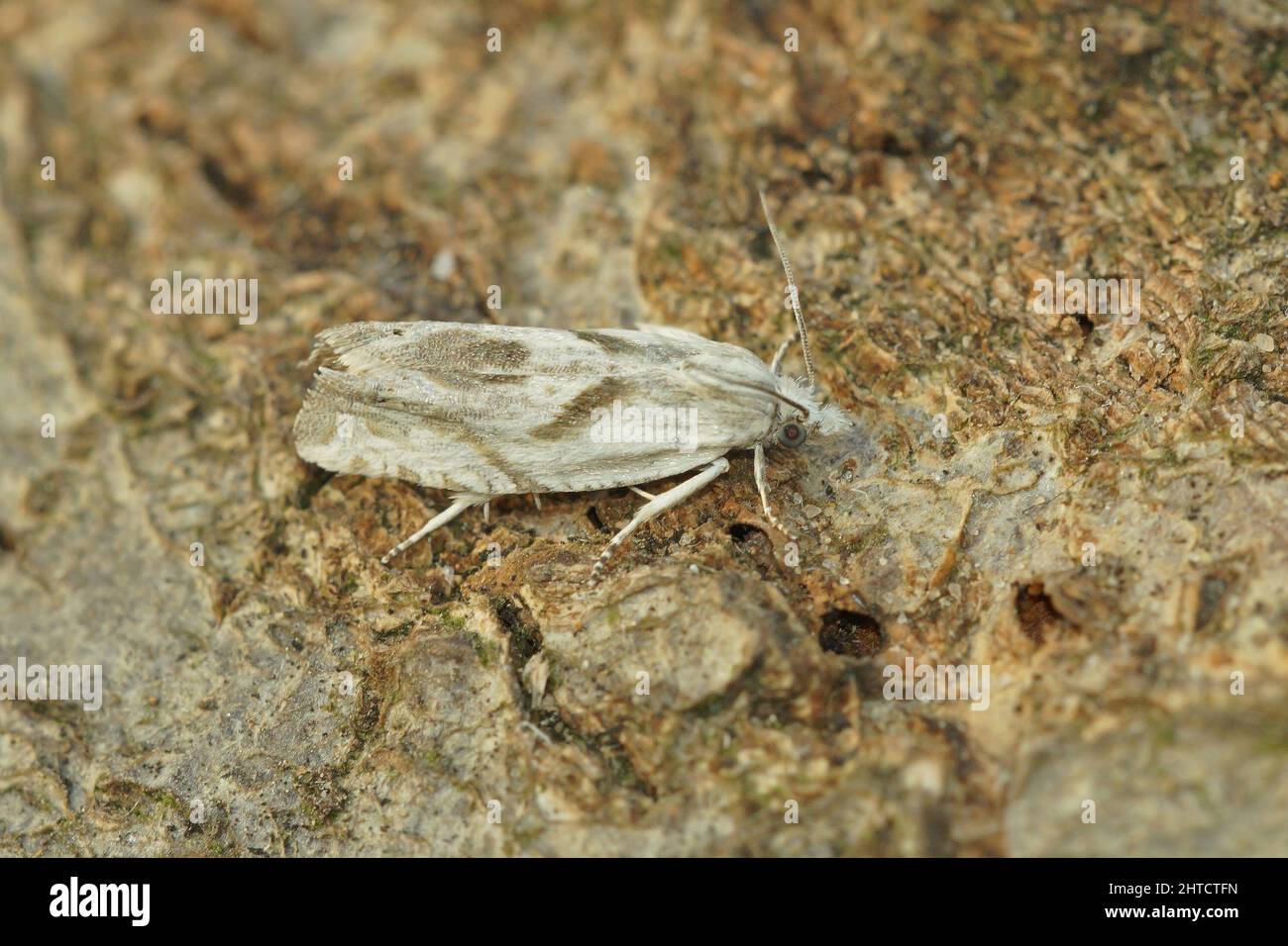 Closeup on a bright and small mugwort bell micro moth, Eucosma metzneriana sitting Stock Photo