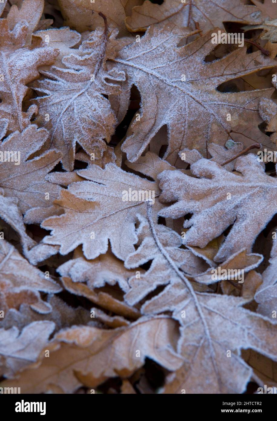 Audley End, Audley Park, Saffron Walden, Uttlesford, Essex, 2008. Detail of frosty leaves on the estate. A version of this digital image edited for publication also exists, as PLB N080968.tif. Stock Photo