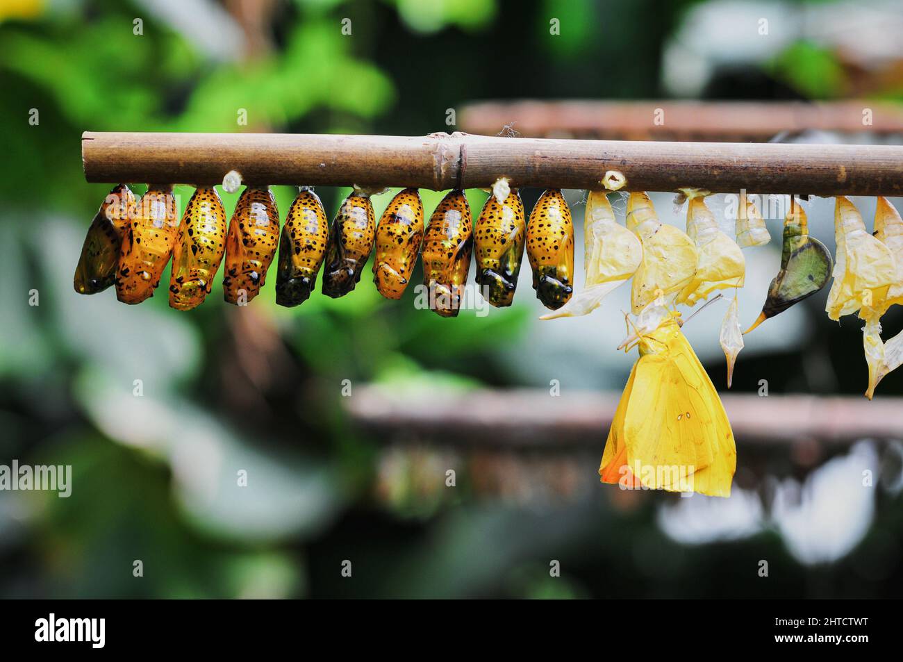 Row of butterfly cocoons hanging on a tree branch Stock Photo Alamy