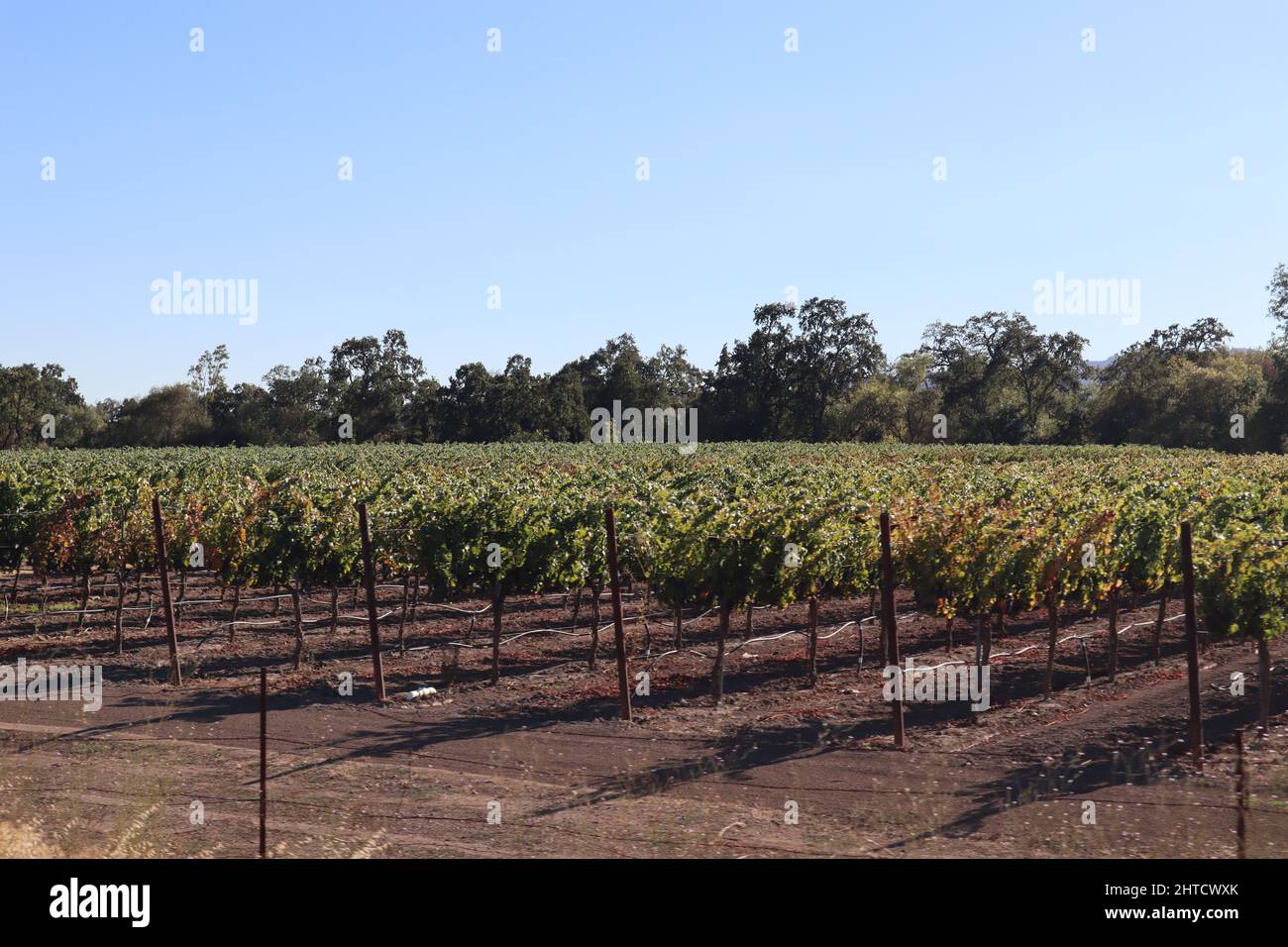 View of the vineyard rows in the winery of Napa, California Stock Photo ...