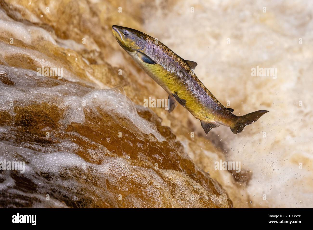 Salmon leaping up a waterfall during the salmon run. Yorkshire UK Stock Photo