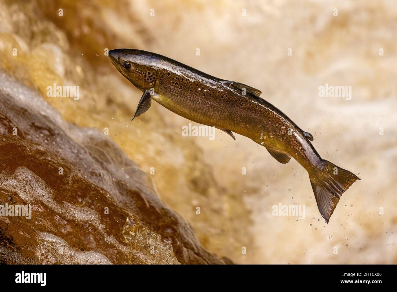 Salmon leaping up a waterfall during the salmon run. Yorkshire UK Stock