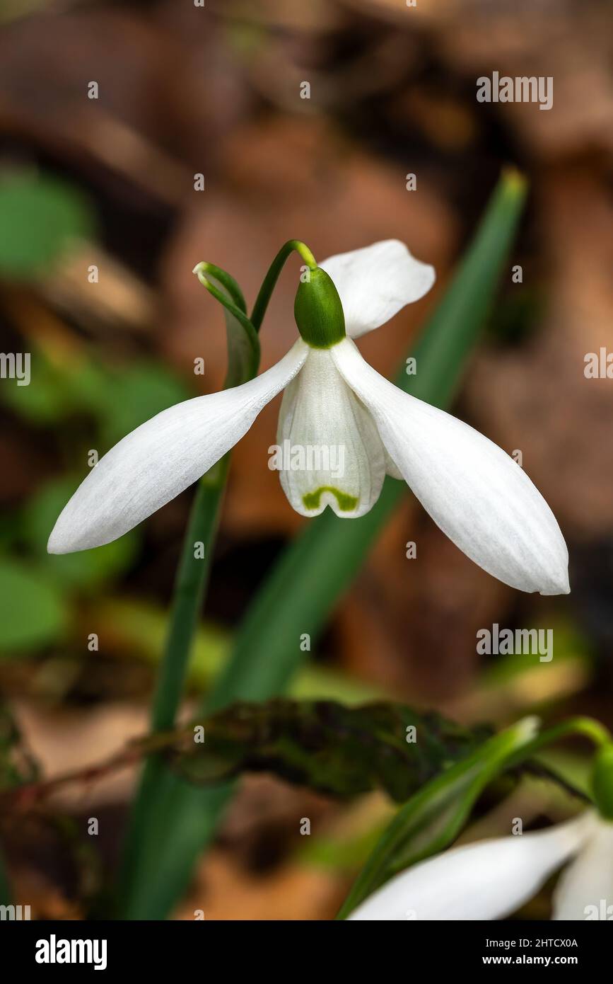 Galanthus 'Brenda Troyle' (snowdrop) a spring winter bulbous flowering plant with a white green springtime flower in January, stock photo image Stock Photo