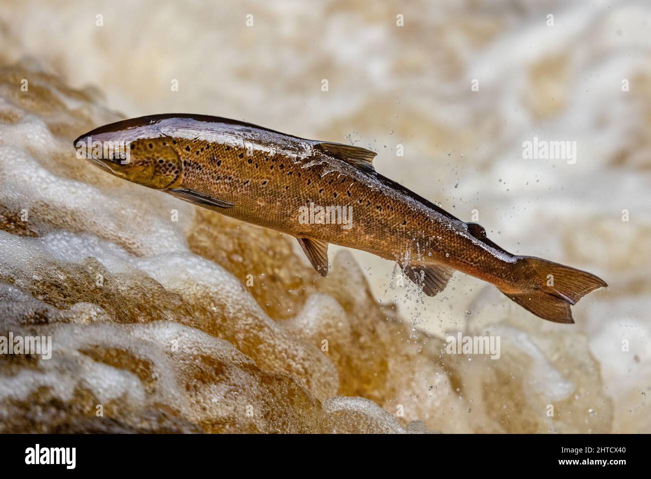 Salmon leaping up a waterfall during the salmon run. Yorkshire UK Stock