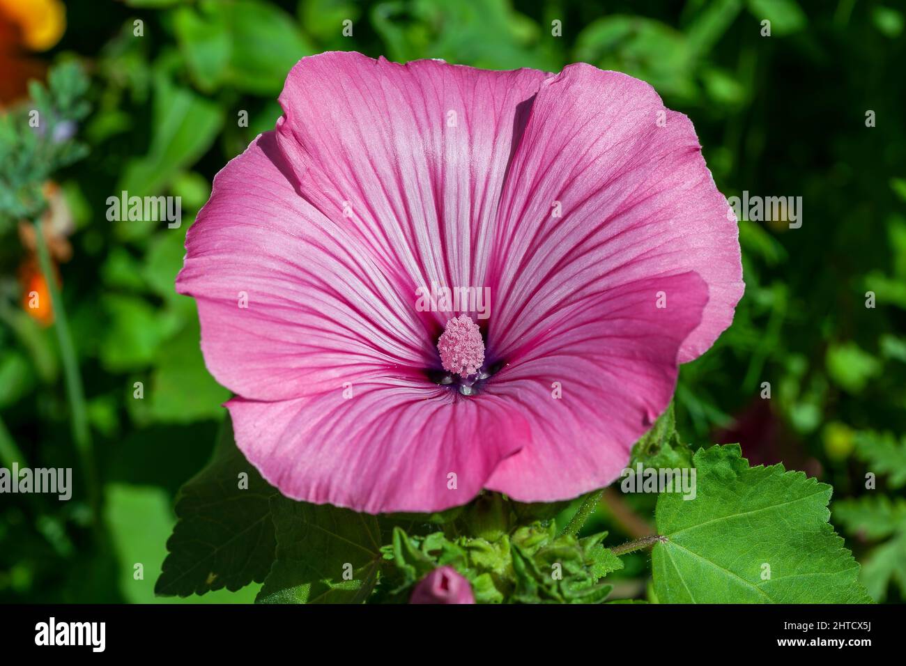 Lavatera trimestris a summer autumn fall flowering plant with a pink summertime flower commonly known as malva tree mallow, stock photo image Stock Photo