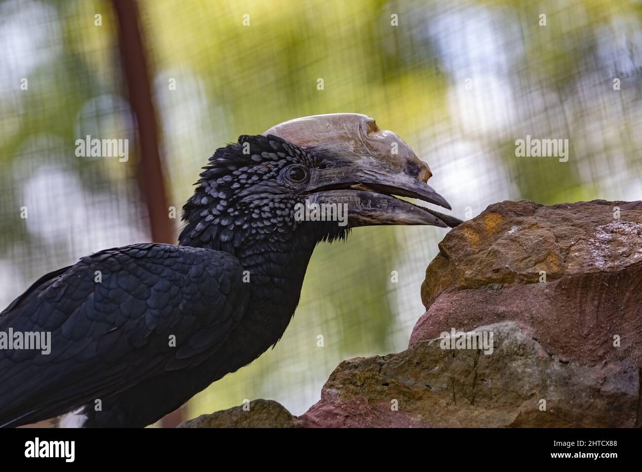 Closeup of the silvery-cheeked hornbill, Bycanistes brevis. Stock Photo