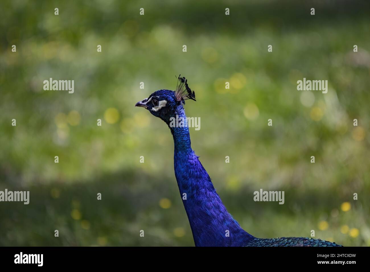 Closeup of the male peacock in the park. Indian peafowl Stock Photo - Alamy