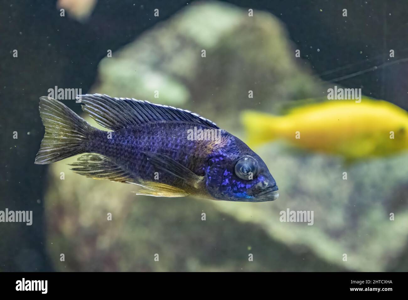 A closeup of a blue Aulonocara swimming in an aquarium against a yellow fish and a stone Stock Photo