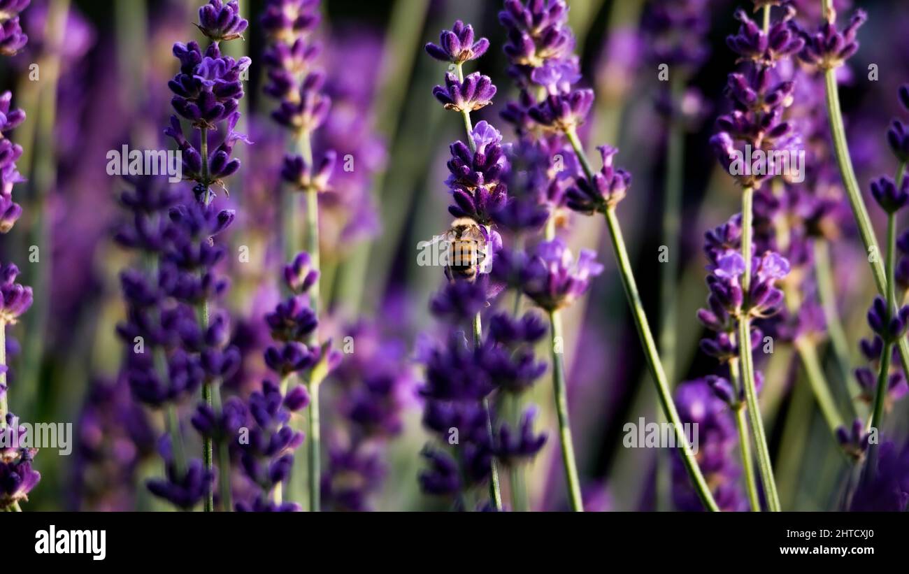 Biene die Lavendel bestaeubt Stock Photo