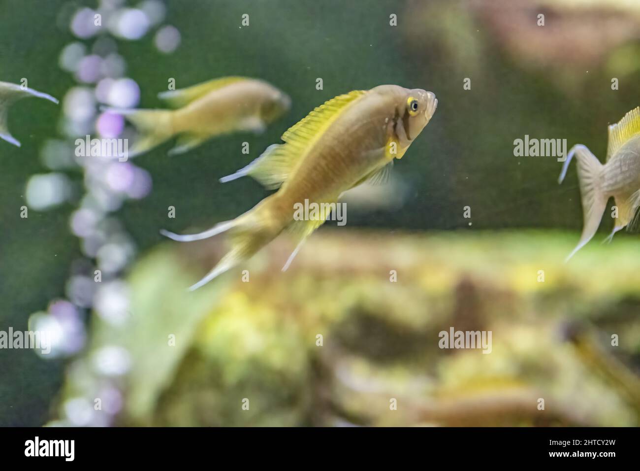 Closeup of the yellow Cichlids in the aquarium. Stock Photo