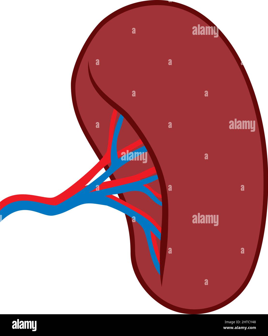 Human spleen vector illustration Stock Vector Image & Art - Alamy
