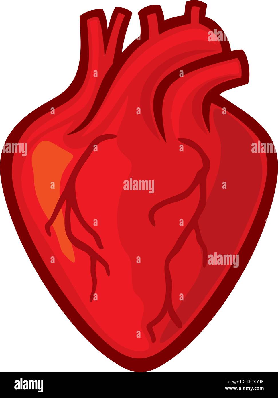 Human heart diagram hires stock photography and images Alamy