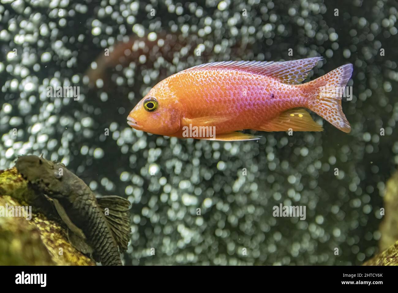 Closeup of the aquarium fish dwarf Cichlid-Aulonocara. Stock Photo