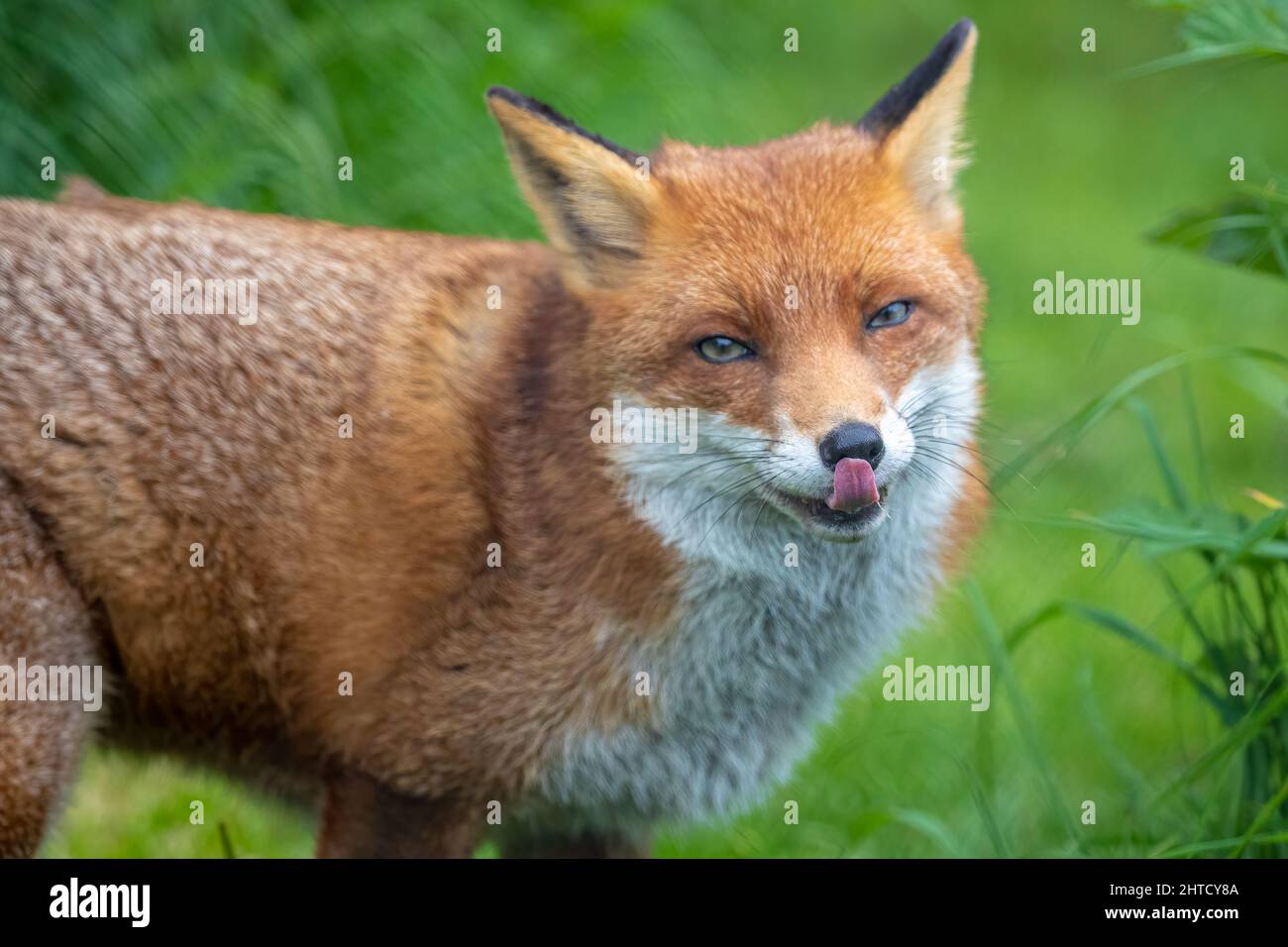 Content Red fox licking his lips. Essex England Stock Photo Alamy