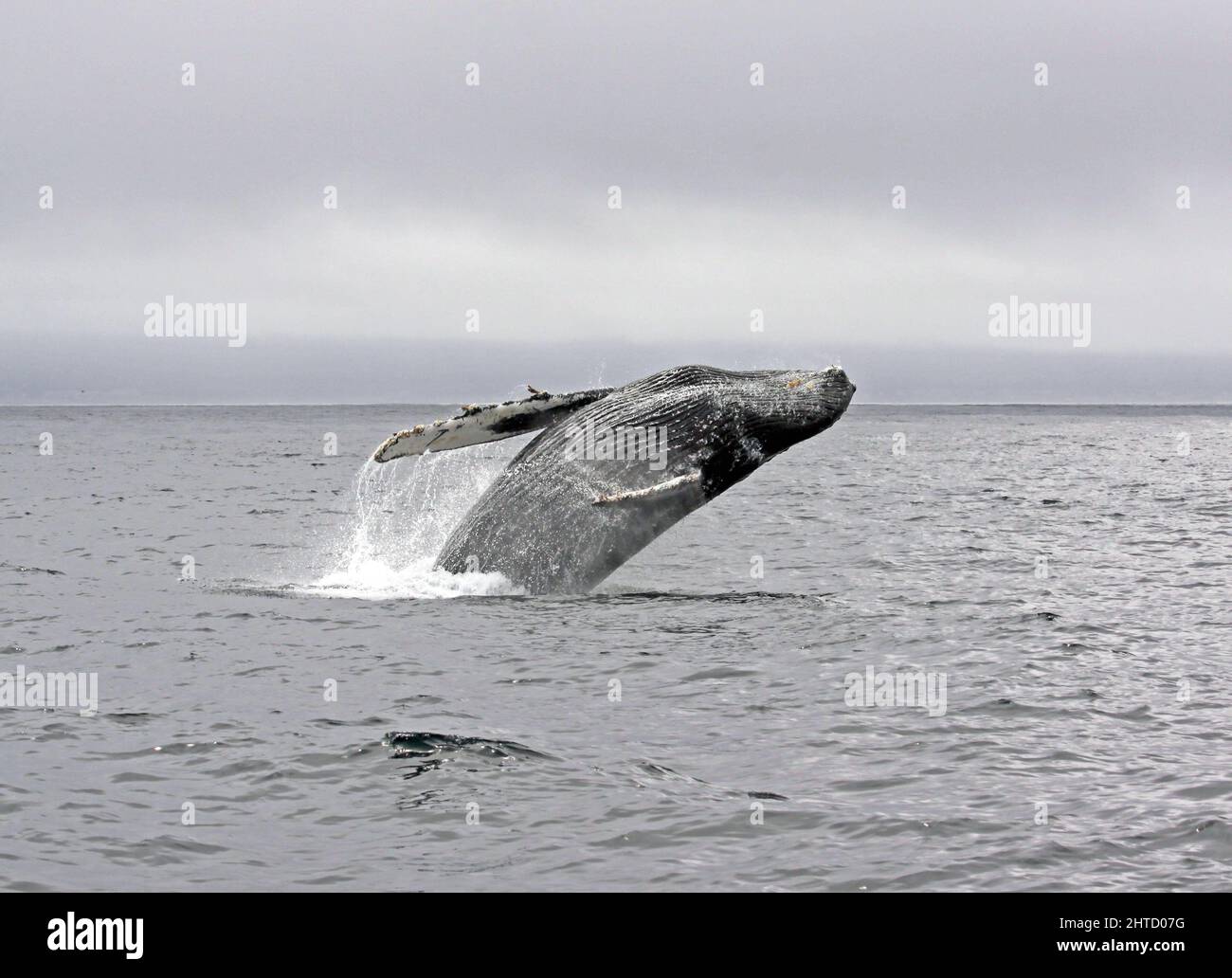 Humpback whale monterey bay hi-res stock photography and images - Alamy