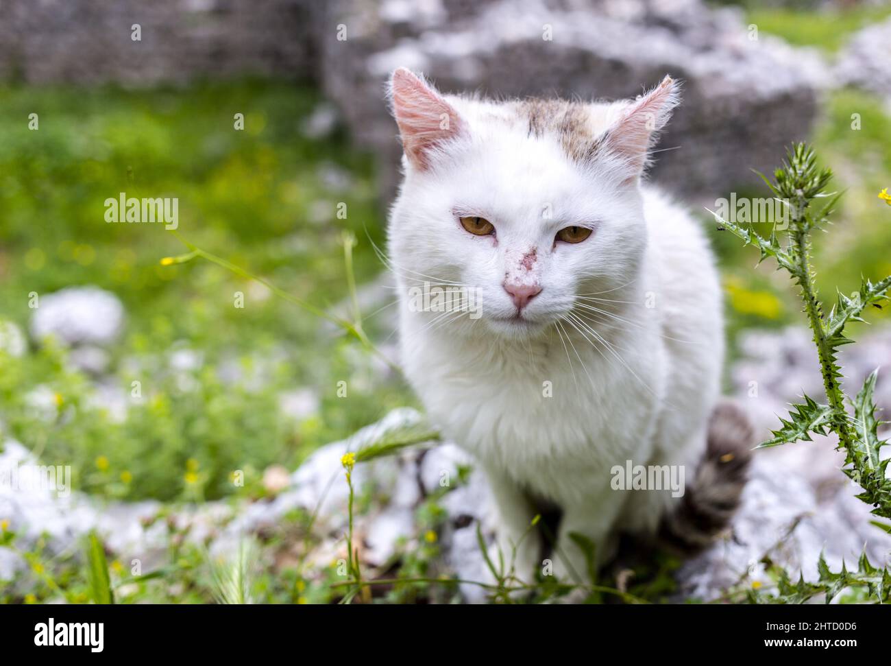 White store feral cat