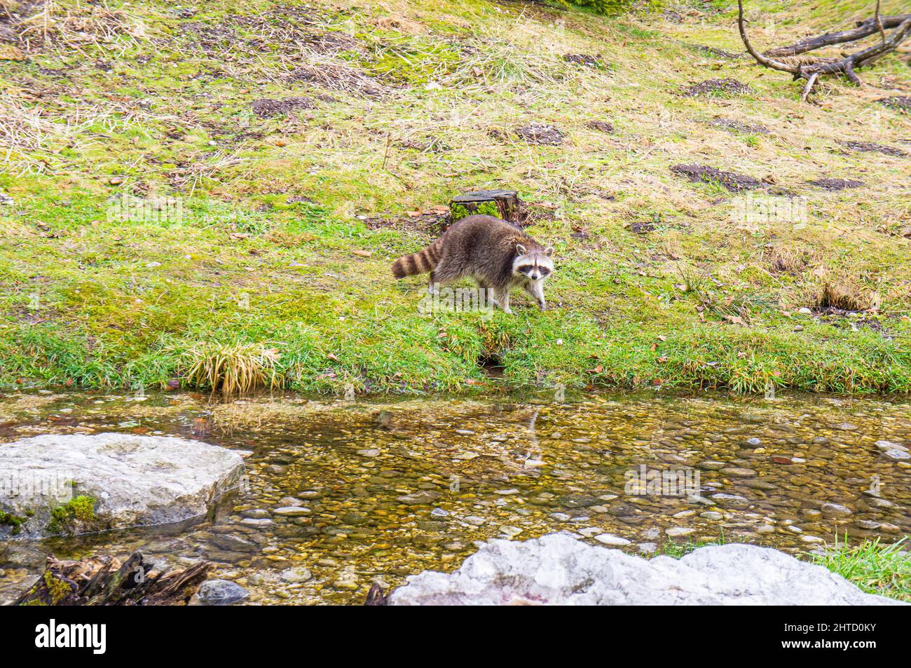 Raccoon, Procyon lotor, in Cumberland Wildpark in Grunau im Almtal, Upper Austria, February 23, 2022.  (CTK Photo/Libor Sojka) Stock Photo