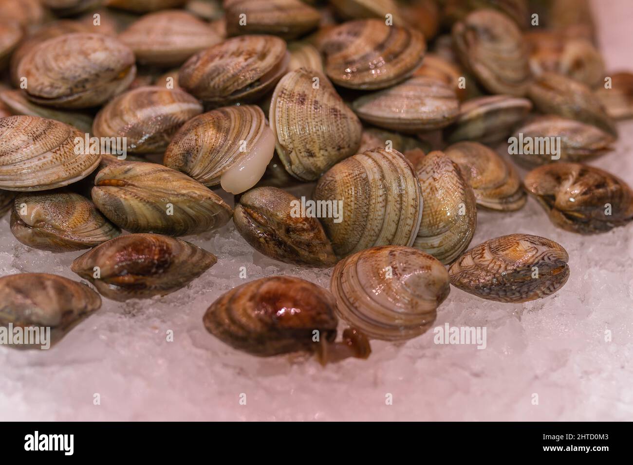 Ruditapes decussatus hi-res stock photography and images - Alamy