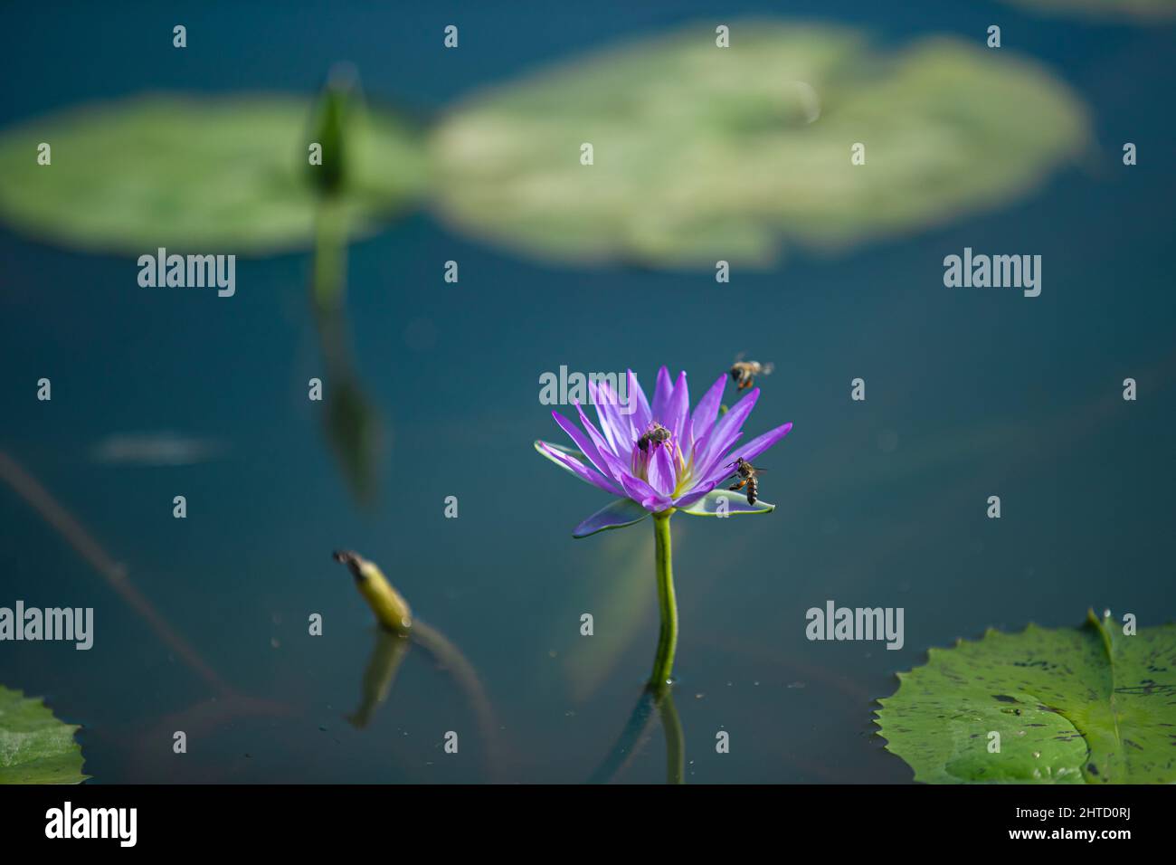 Bee on water lily hi-res stock photography and images - Alamy