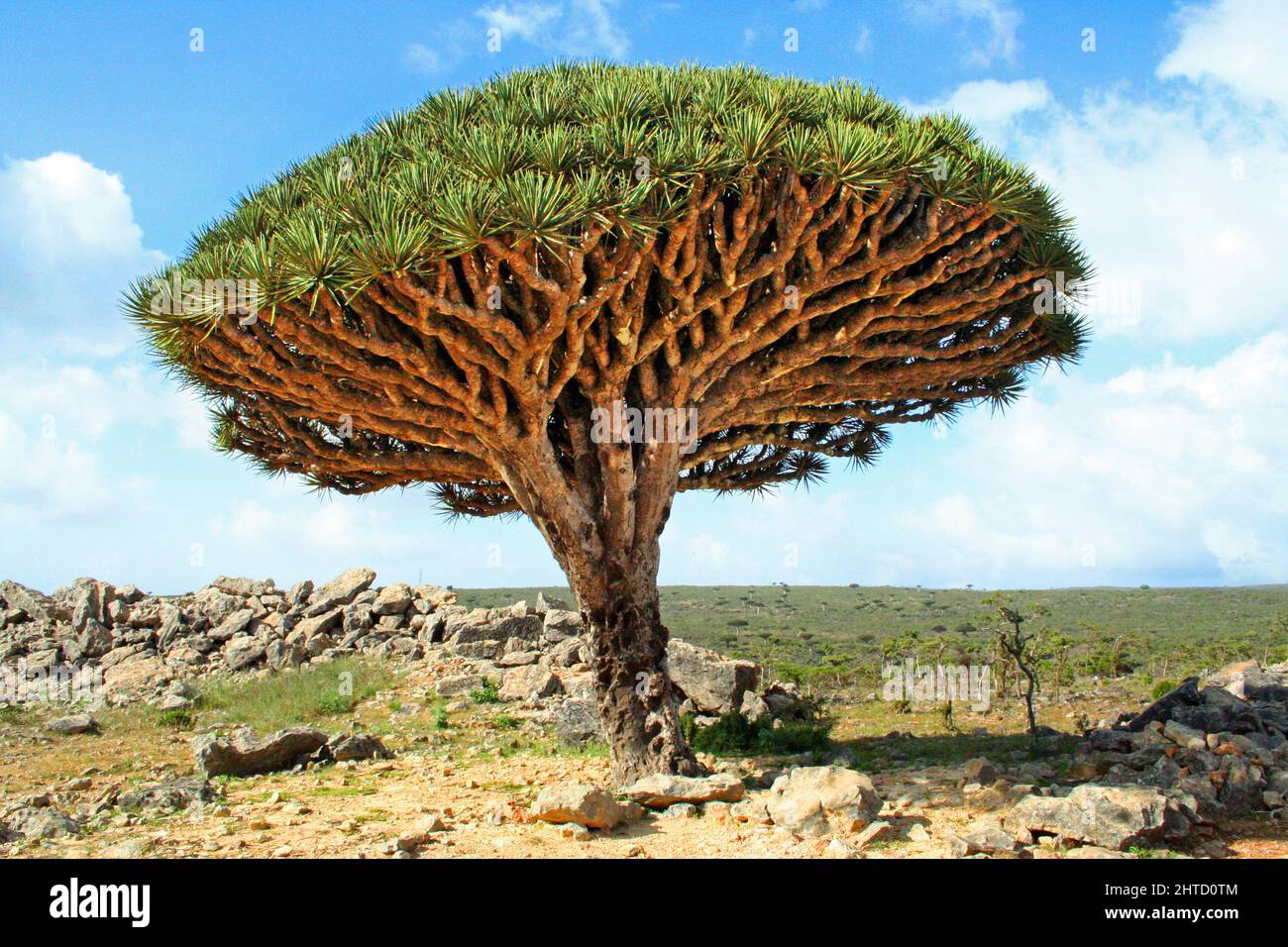 Dragon blood tree on Socotra, Yemen Stock Photo Alamy