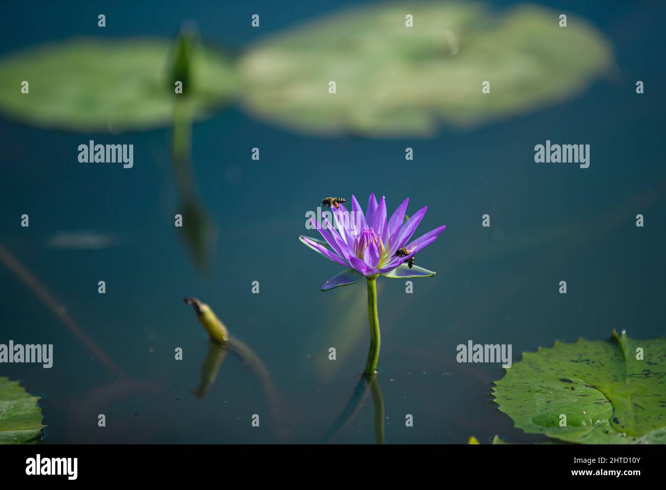 Bees on water lily hi-res stock photography and images - Alamy