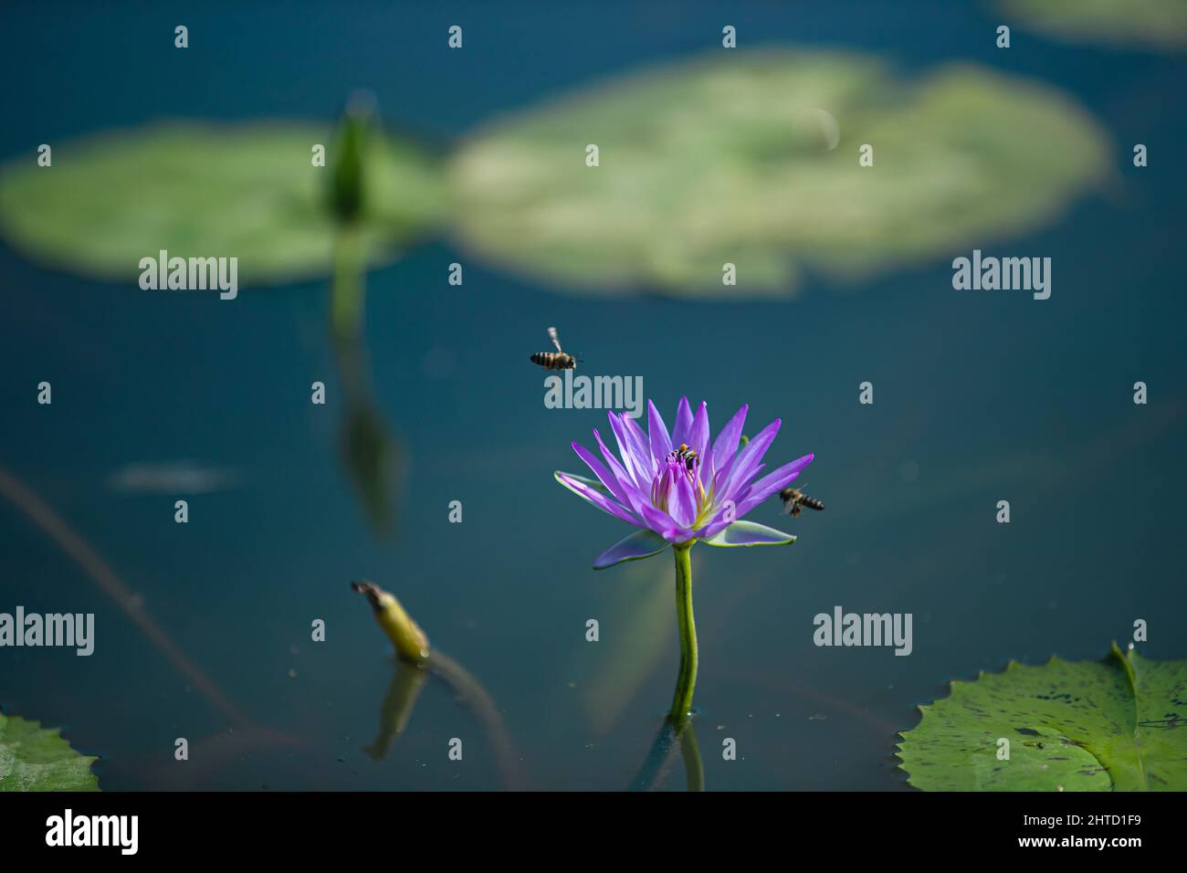 Scenery of bees near and on a water lily Stock Photo - Alamy