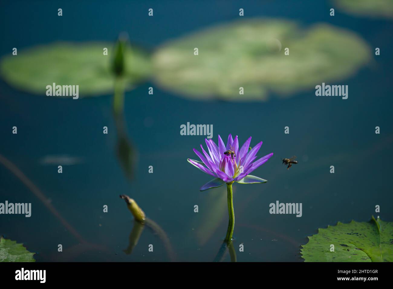 Scenery of bees near and on a water lily Stock Photo - Alamy