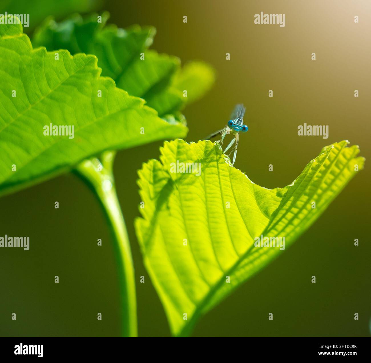 Dragonfly sitting on a plant Stock Photo - Alamy