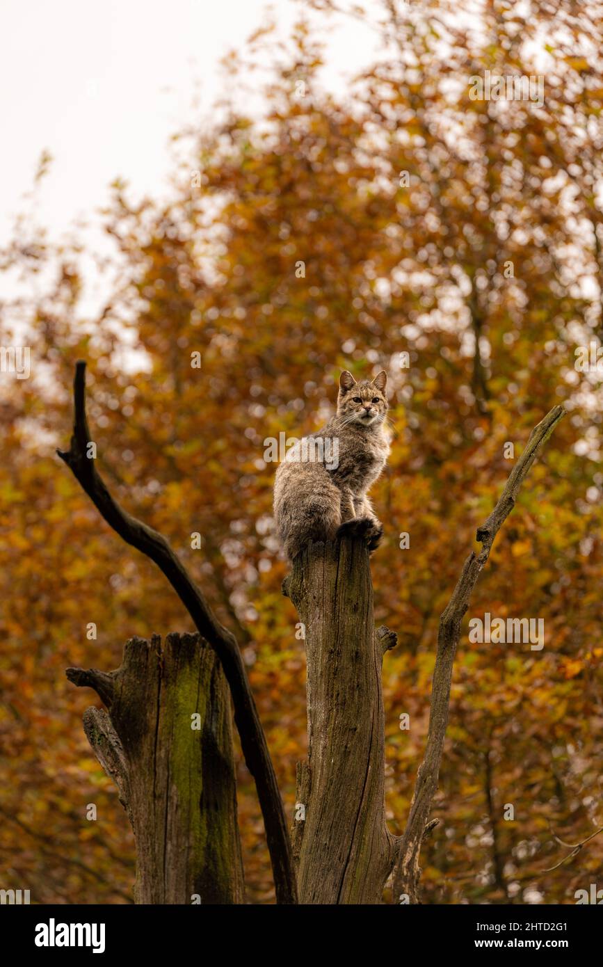 Vertical view of an angry wildcat resting on the top of a cut-down tree ...