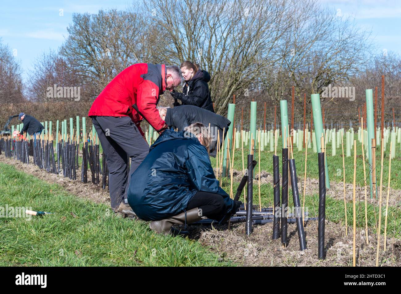 Volunteers at a tree planting and hedgerow planting event at Hartley Wine Estate in Hampshire, England, UK Stock Photo