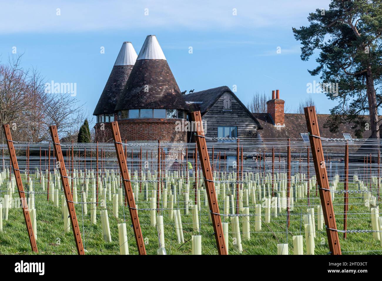 The Oast House at Hartley Wine Estate in Hampshire, England, UK, with rows of newly planted grape vines Stock Photo